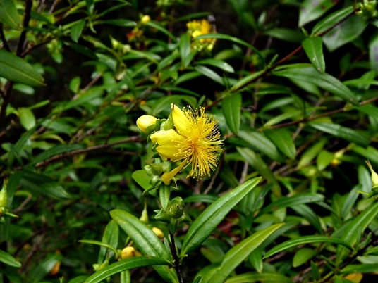 {Hypericum densiflorum}
